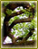 branches